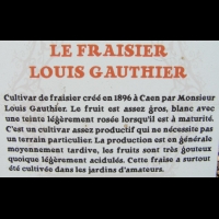 Fraisier - Louis Gauthier (02)